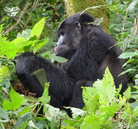 3 ДНЯ — ОСОБАЯ РОСКОШЬ ГОРИЛЛЫ