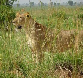 3-ДНЕВНОЕ САФАРИ КОРОЛЕВЫ ЕЛИЗАВЕ