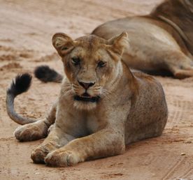 3-ДНЕВНОЕ РОСКОШНОЕ САФАРИ КОРОЛЕВЫ ЕЛИЗАВЕ