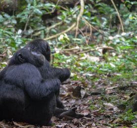 3-ДНЕВНОЕ СПЕЦИАЛЬНОЕ ПРЕДЛОЖЕНИЕ С ШИМПАНЗЕ