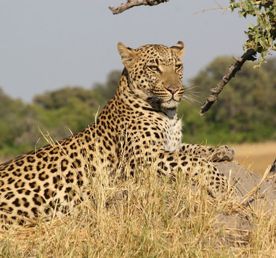 4-дневный тур по Масаи-Мара и озеру Накуру