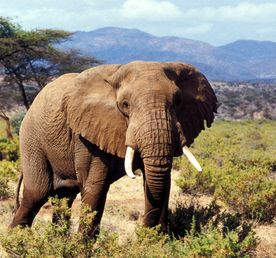 4-дневное сафари «Большая пятерка» Масаи Мара — незабываемое приключение в дикой природе