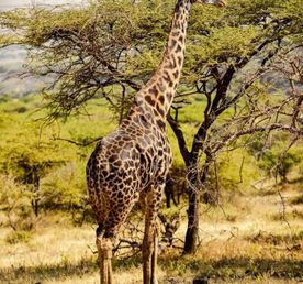 Исследуйте Кению за 5 дней: Масаи Мара, озеро Накуру и Найваша Ад