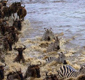 7-дневное классическое сафари в Кении: «Большая пятерка», озера и Масаи-Мара из Найроби