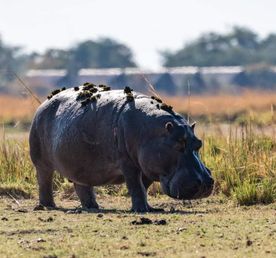 7-дневное групповое сафари в Кении — приключения в Масаи-Маре, Накуру, Найвашей и Амбосели