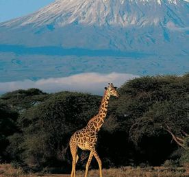 3-дневный тур по национальному парку Амбосели.