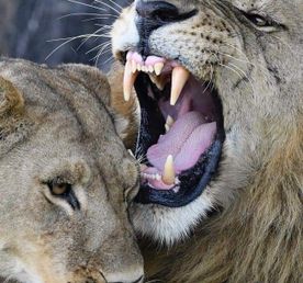 Трехдневный тур по национальному парку Самбуру.