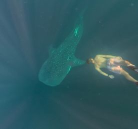 Плавание с китовыми акулами на Сумбаве