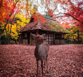 Цветение Кленов В Японии!