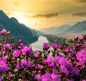 Цветение маральника, 3 дня