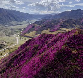Цветение маральника, 3 дня