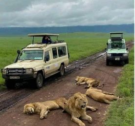 Познакомьтесь с дикой природой Кении: 3-дневное сафари по Масаи Мара