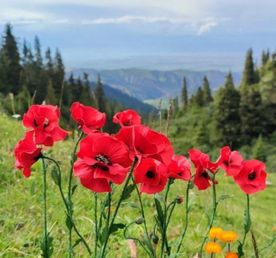 Южная Киргизия: горы, люди, традиции (всё включено)