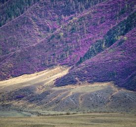 Цветение маральника 