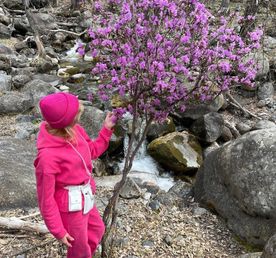 Цветение маральника и Нижняя Катунь