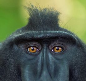 В поисках долгопята и райской птицы