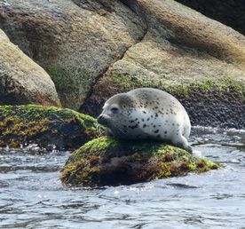 Чудеса Приморского Края: Острова И Ларги