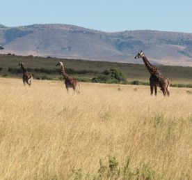 Кения Великая Миграция Масай Мара+Накуру