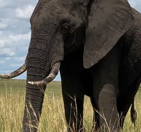 Трехдневное сафари по дикой природе Амбосели: познакомьтесь с «большой пятеркой» Африки