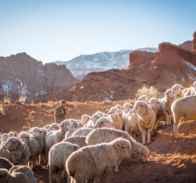 Из Бишкека: 5-дневное приключение по хребту Тянь-Шаня в Кыргызстане 