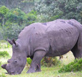Юар: Треккинги, сафари, экскурсии, винодельни