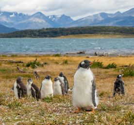 Вся Аргентина за 14 дней: От пингвинов и ледников до пустынь и водопадов