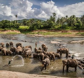 Новогодние Чудеса Цейлона И Личное Самадхи