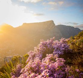 Юар. Сафари и киты