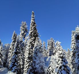 Лучшие горнолыжные курорты Алтая и Горной Шории за 7 дней