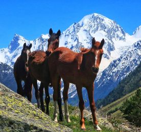 Треккинг в Приэльбрусье без рюкзаков.