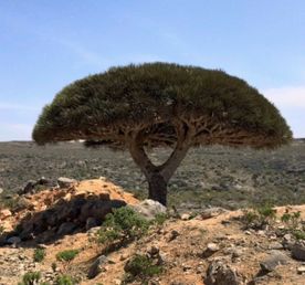 Таинственная Сокотра и ее неземные пейзажи, комфортное размещение