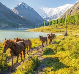 Йога-тур на Алтай к священной горе Белуха: Выход на новый уровень