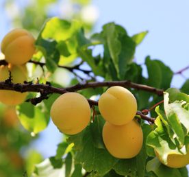 Армения со вкусом Абрикоса