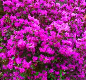 Цветение Маральника На Алте