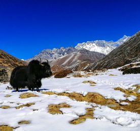 Поход в базовый лагерь Эверест+перелет в обе стороны (с полным гидом)