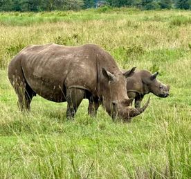 5-дневное сафари по Самбуру, Оль Педжете и Абердаресу