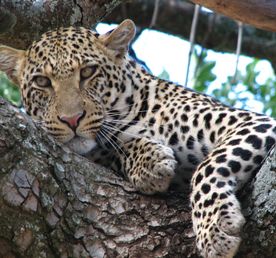 9 дней Королева Елизавета, водопад Мерчисон, горные гориллы, шимпанзе 