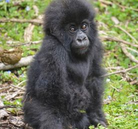 6-дневное походное сафари с гориллами и шимпанзе в Уганде