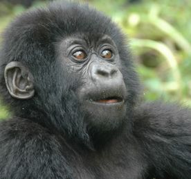 10-дневная экскурсия по Уганде с шимпанзе и гориллами