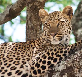 8-дневная прогулка по львам королевы Елизаветы, экспедиция горилл и шимпанзе