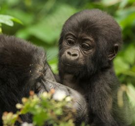 3-дневное сафари с гориллами в Уганде