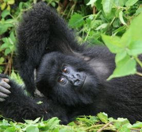 7-дневный незабываемый опыт сафари в Уганде