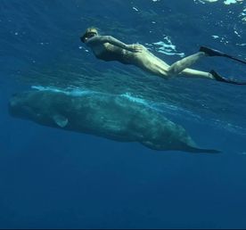 Киты и Кашалоты на Маврикии