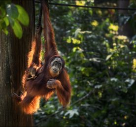 Дикий мир острова Борнео (Калимантан)