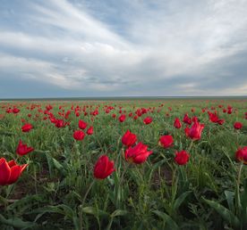 Путешествие в цветущую степь