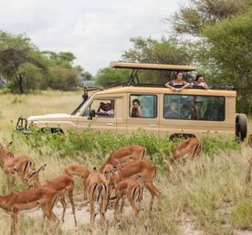 10 дней дикой природы Танзании и пляжного отдыха на Занзибаре