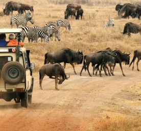 Великая миграция животных в Кении 2026