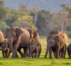 Шри-Ланка за 5 дней с сафари: от Коломбо до Миннерии (индивидуально)