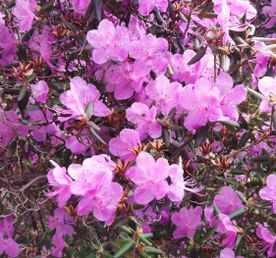 Эксклюзивный джип тур. Цветущий Алтай, с комфортом.