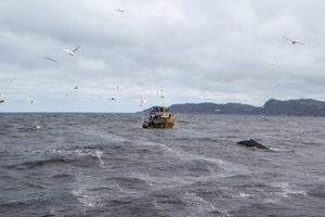 Прогулка на корабле в Баренцевом море